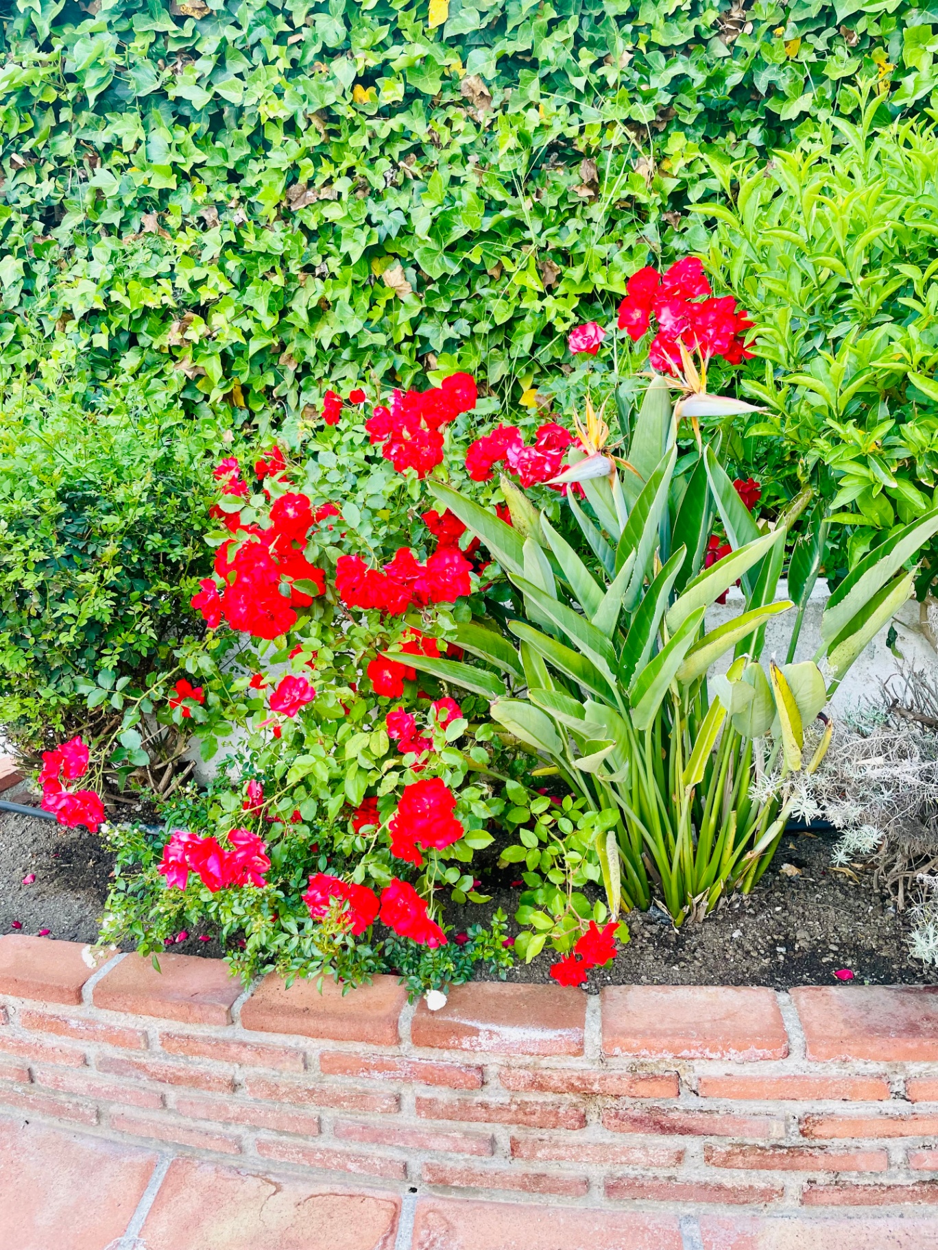 Red roses and birds of paradise in the villa garden