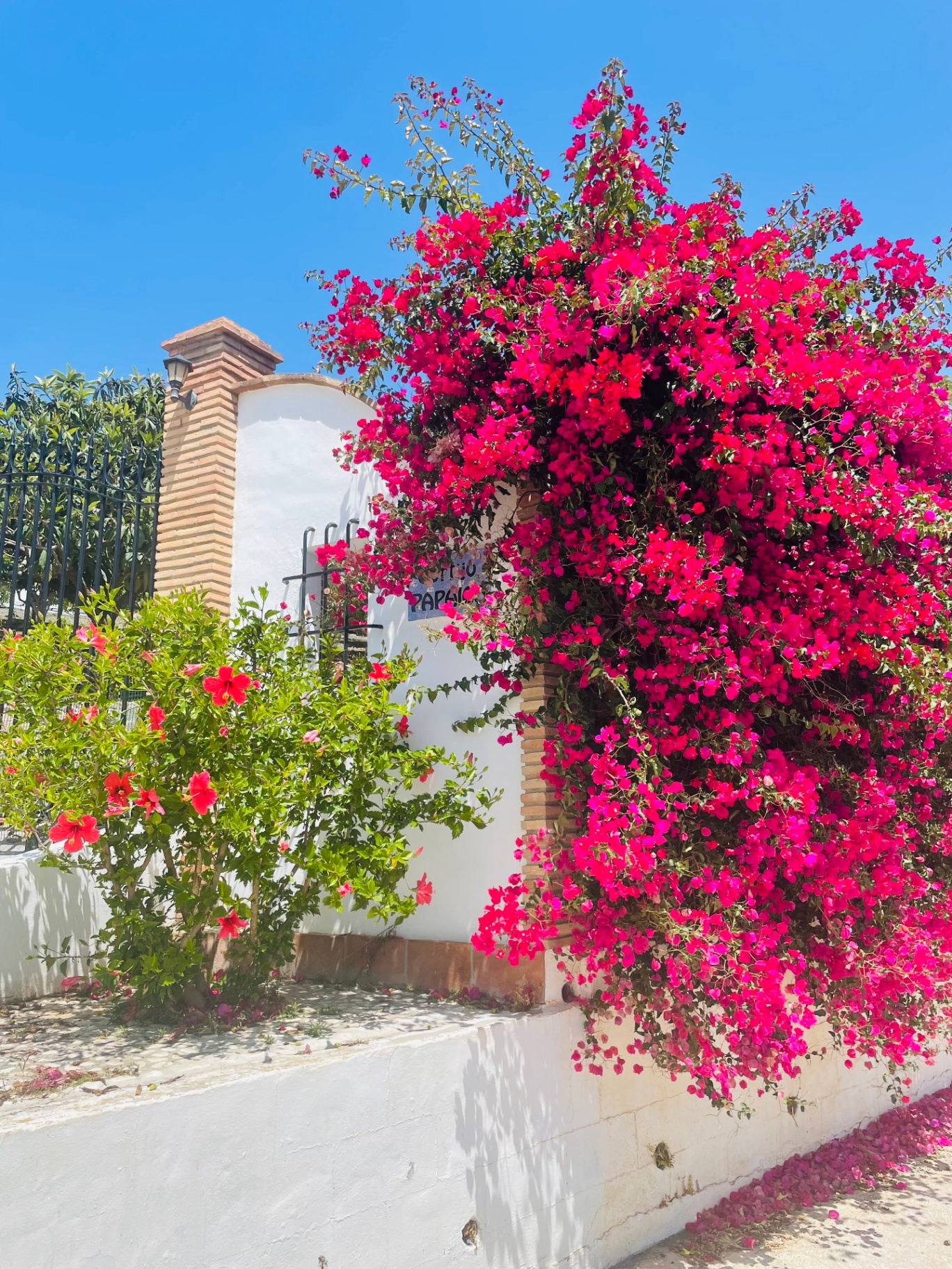 Whitewashed villa wall covered in bright pink bougainvillea